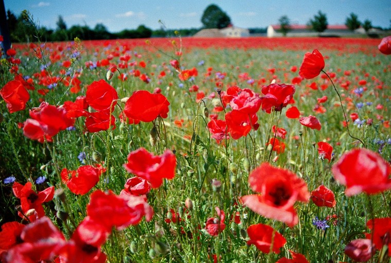 Schermen_Poppy_Field_4