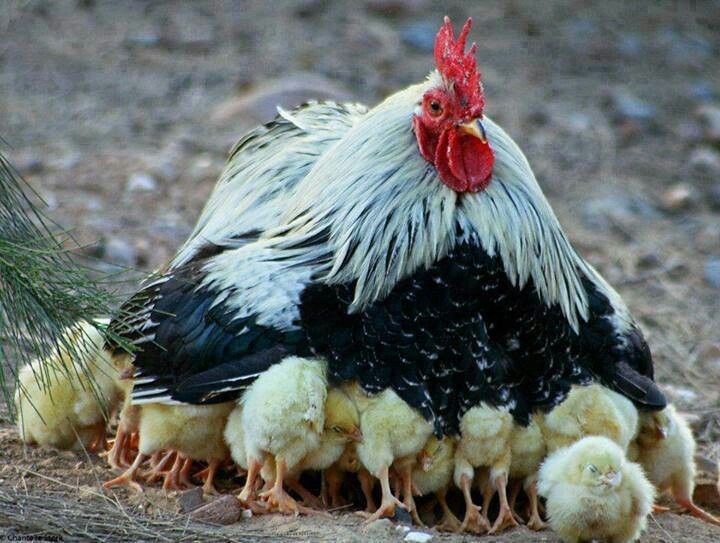 hen
